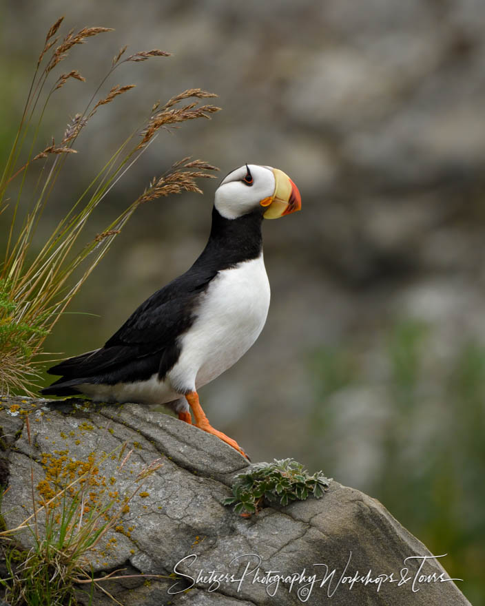 Horned Puffin in Alaska 20180726 123522