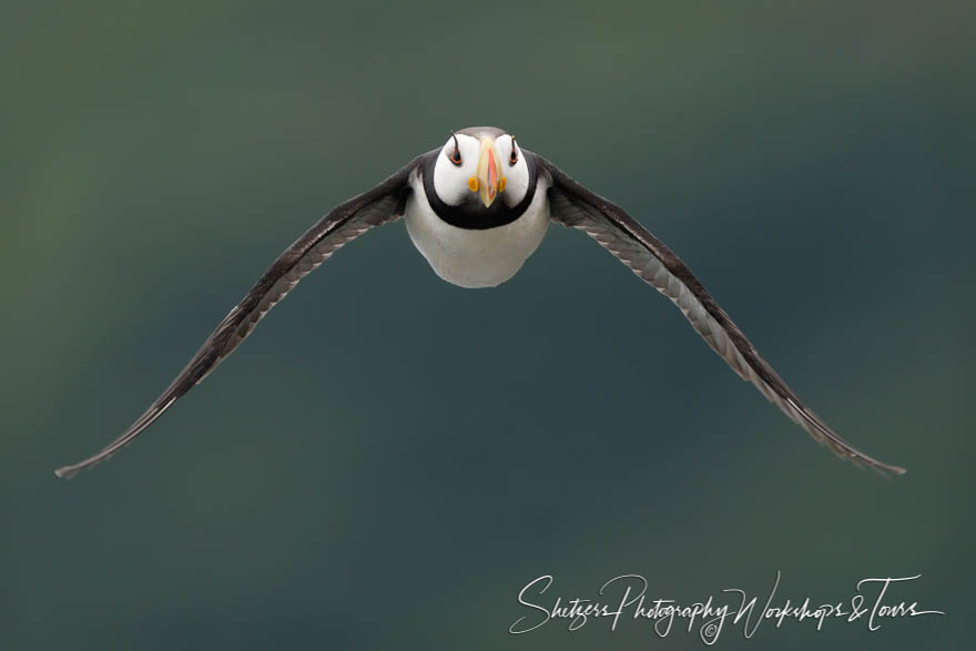Horned Puffin in Flight