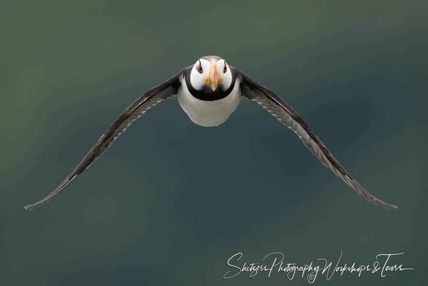 Horned Puffin in Flight 20180730 183833