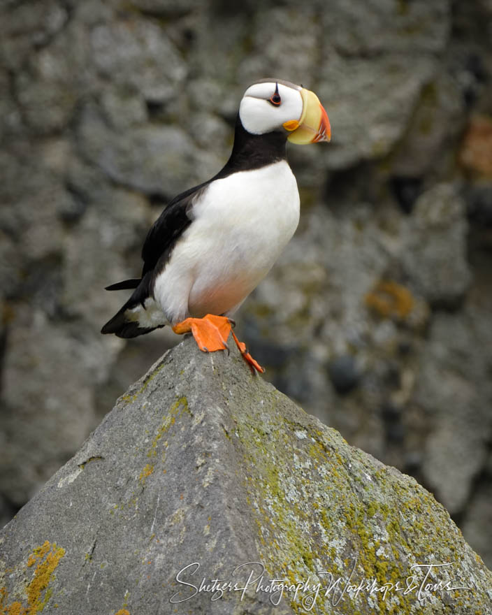 Horned Puffin on a Rock