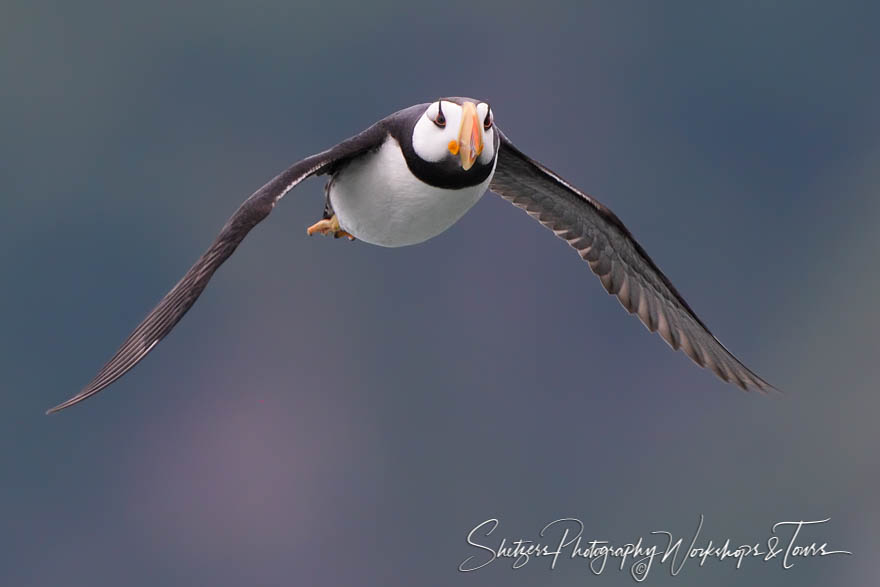 Horned Puffin on the Alaskan Coast