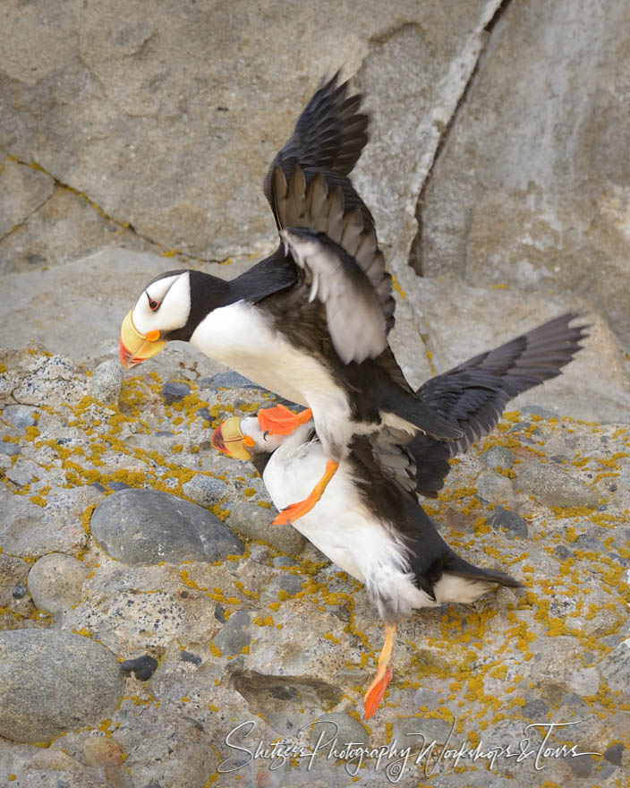 Horned Puffins Take Flight