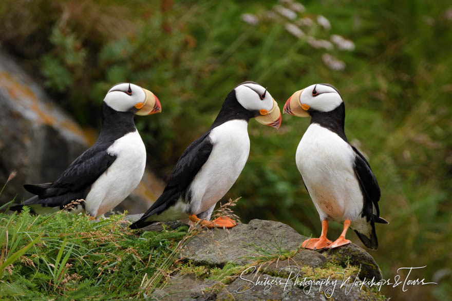 Horned Puffins at Lake Clark National Park