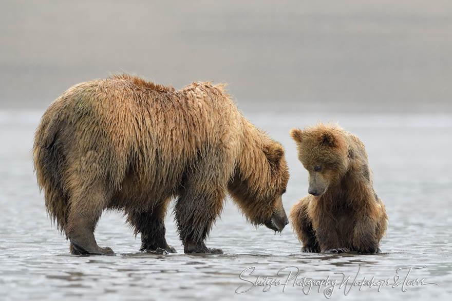 Mother Bear and Cub Wading 20180723 100803