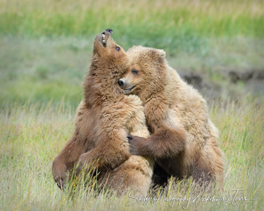 One Grizzly Bear hugs another in an open grassland 20180722 115939