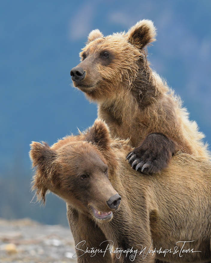 One growing Grizzly Bear cub gets the drop on another one at Lake Clark National Park Alaska 20190727 161645