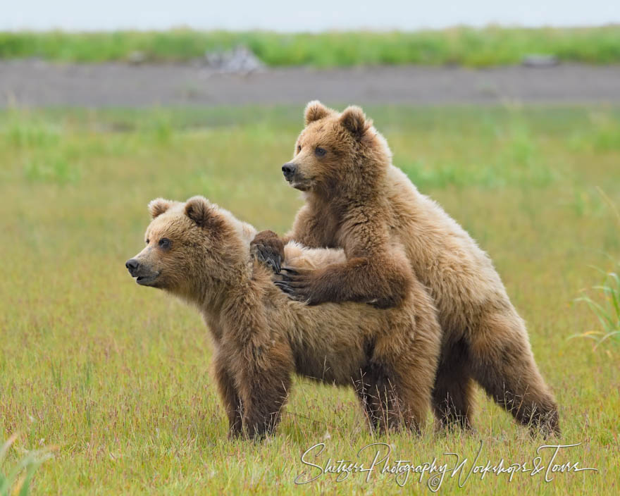 One young Grizzly Bear tackles another in a field in Alaska
