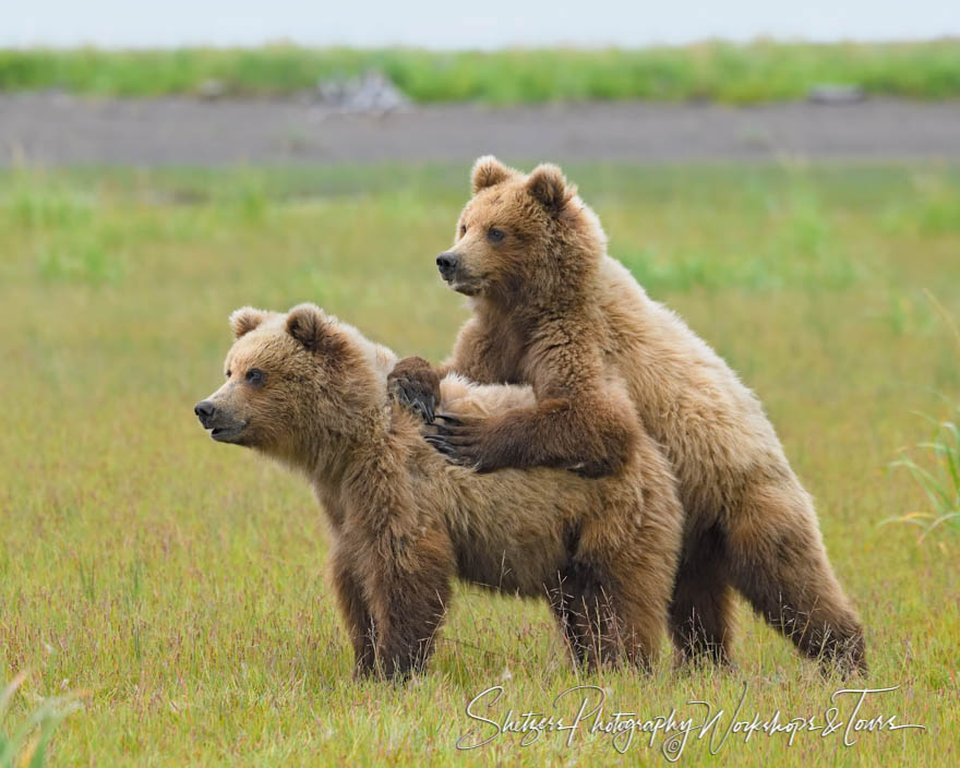 One young Grizzly Bear tackles another in a field in Alaska 20180724 210638