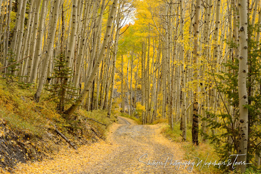 Ophir Pass encompassed by Aspens 20120926 124004