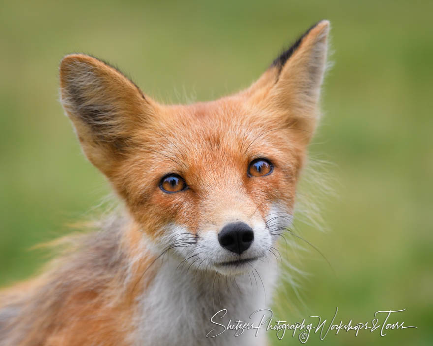 Red Fox Close Up 20180730 085813