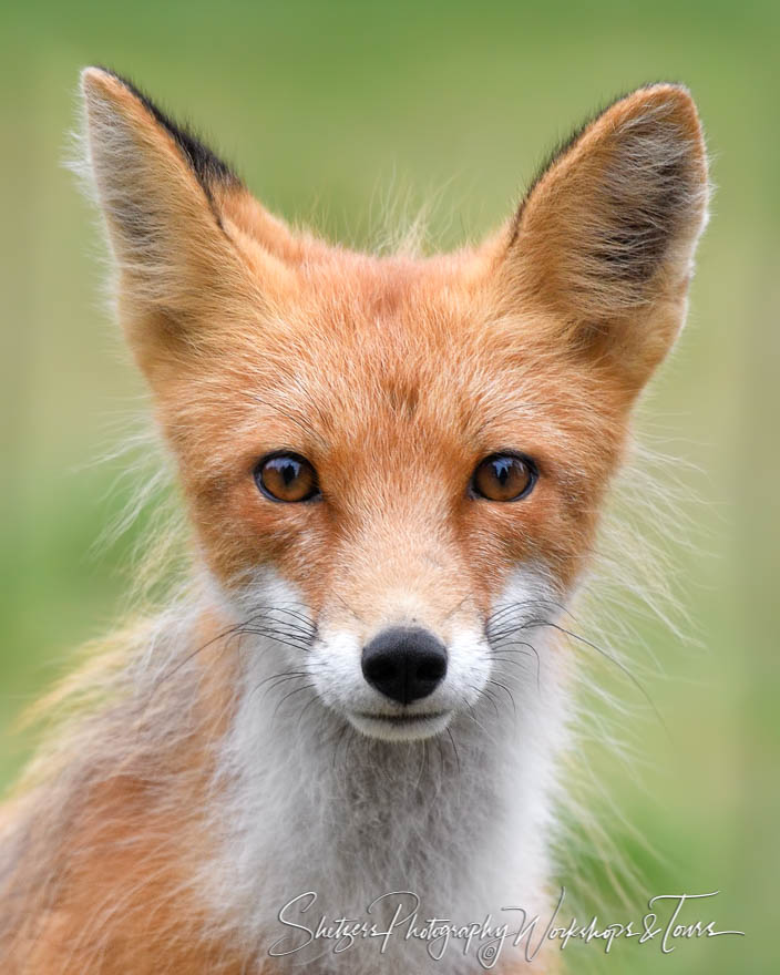Red Fox Head-On