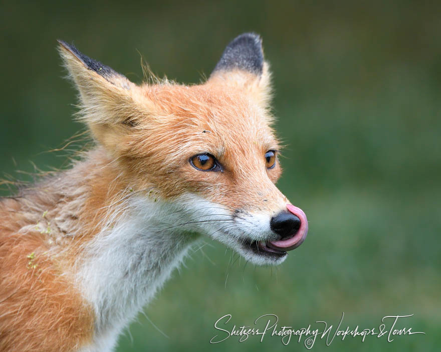 Red Fox Licking Chops