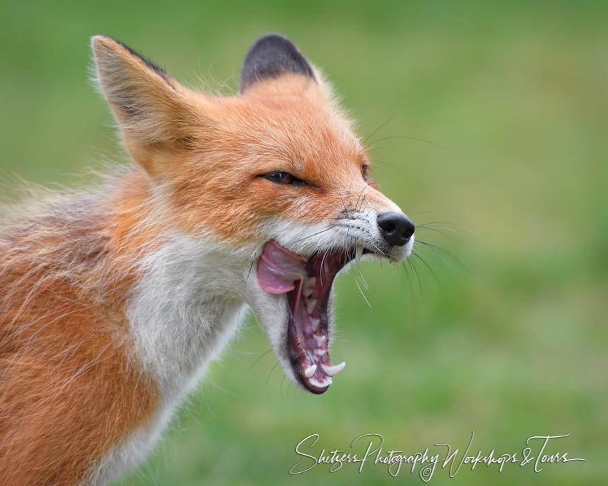 Red Fox Open Mouth 20180728 224918