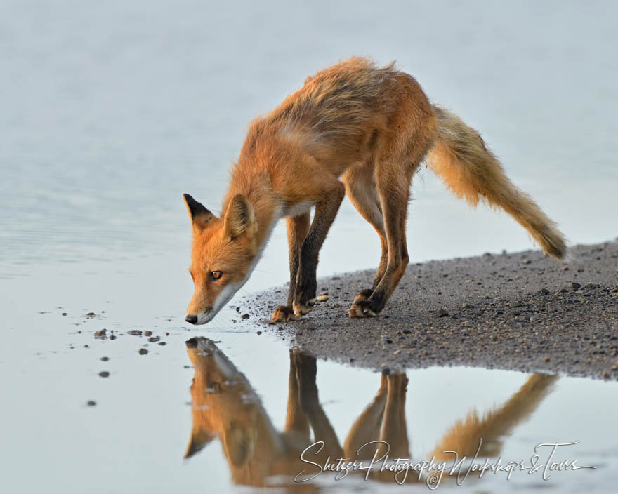 Red Fox Sees Its Reflection