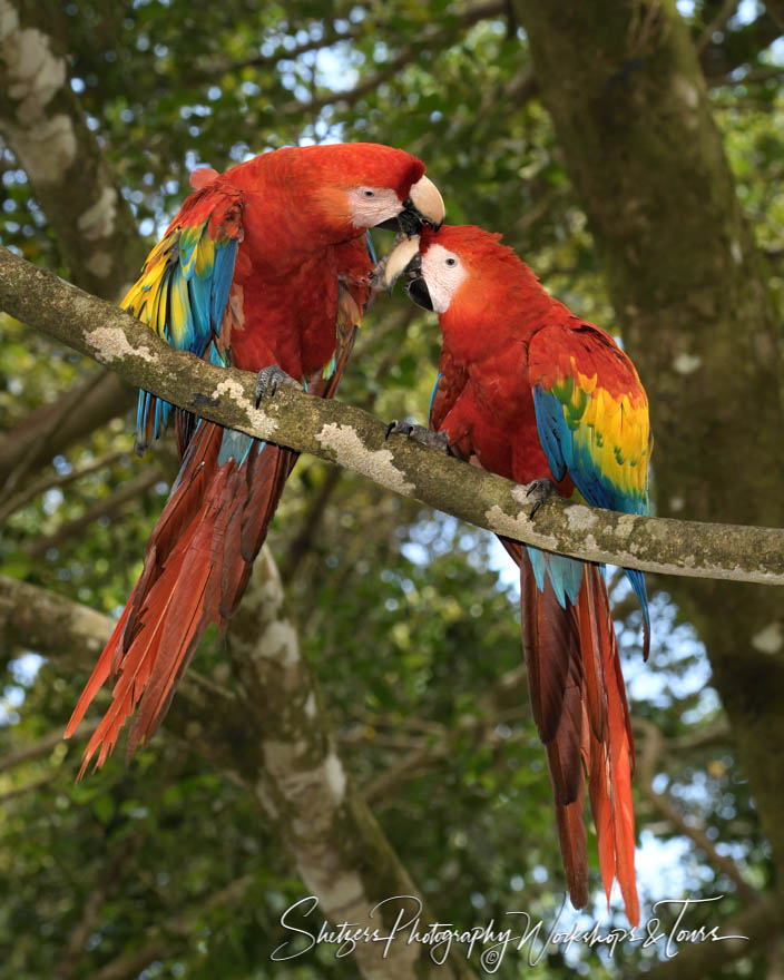 Scarlet Macaws in Costa Rica 20180331 090917