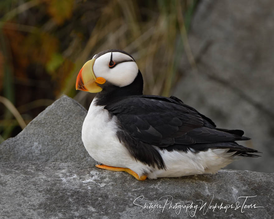 Seated Horned Puffin