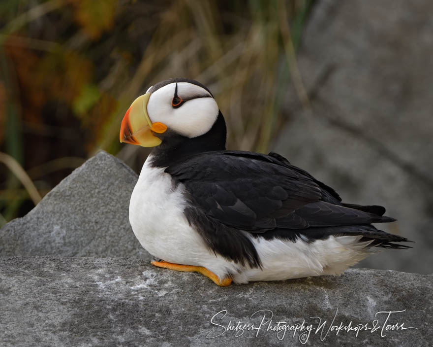 Horned Puffin  Audubon Field Guide