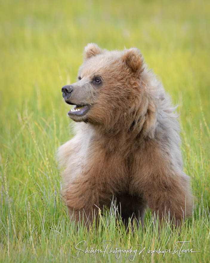 Smiling Bear Cub