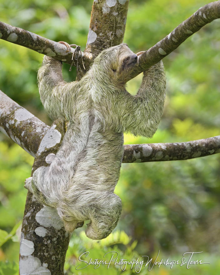 Three Toed Sloth in Sarapiqui Costa Rica 20180404 095311