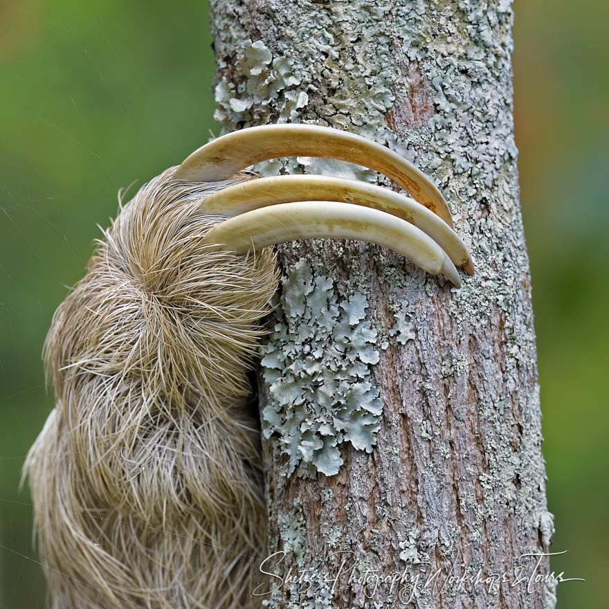 Toes of a Three Toad Sloth