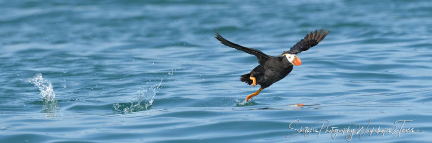 Tufted Puffin Taking Flight 20190729 172546