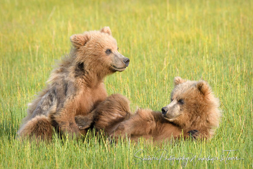Two Grizzly Bear cubs play together in a grassy field