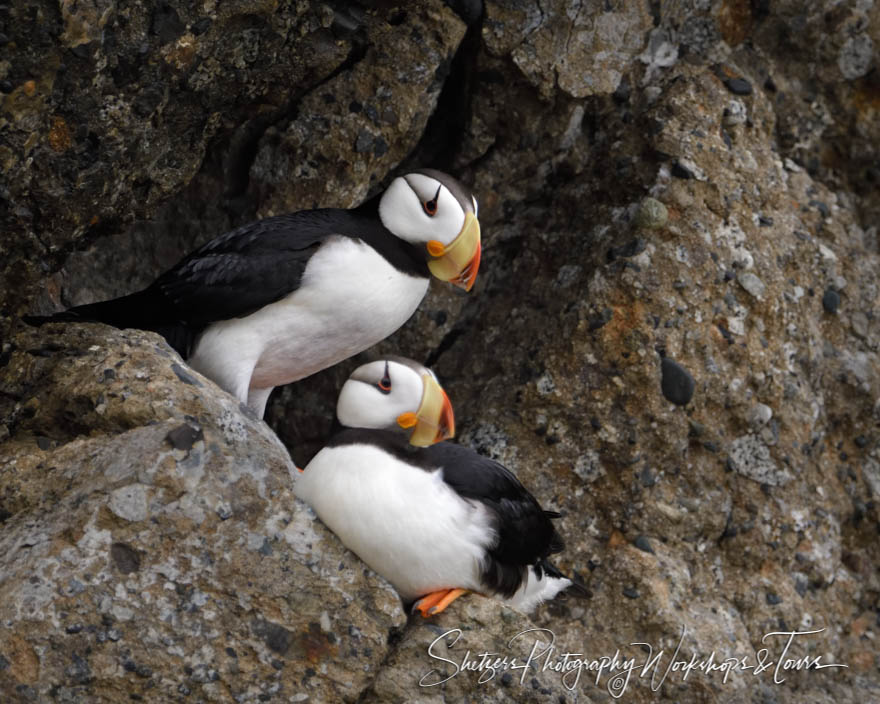 Two Horned Puffins in a Rocky Crevice