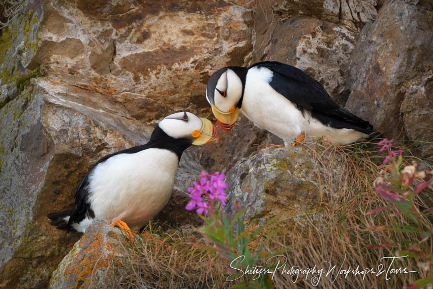 Two Horned Puffins nest together on a rocky outcrop
