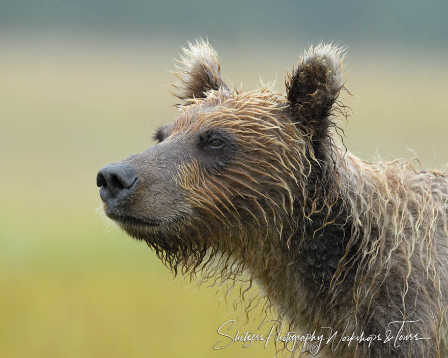 Wet Grizzly Bear 20190724 123319