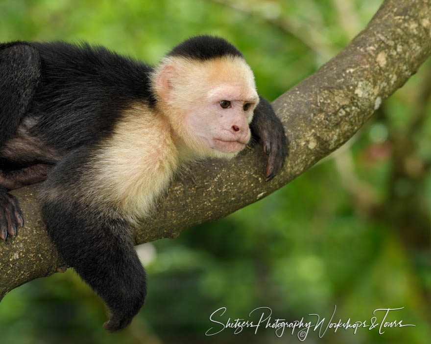 White Faced Capuchin in Costa Rica 20180331 102805