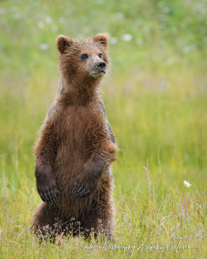 Young Brown Bear Standing 20180723 114012