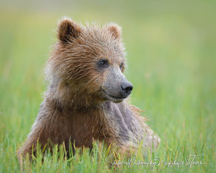 Young Grizzly Bear at Lake Clark 20180723 110850