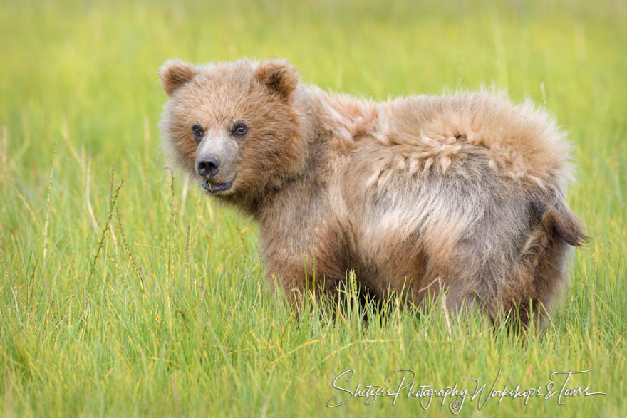 Young Grizzly Bear in a meadow near Lake Clark Alaska