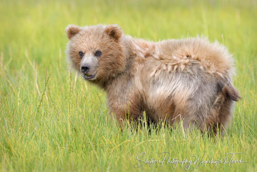 Young Grizzly Bear in a meadow near Lake Clark Alaska 20180722 210620