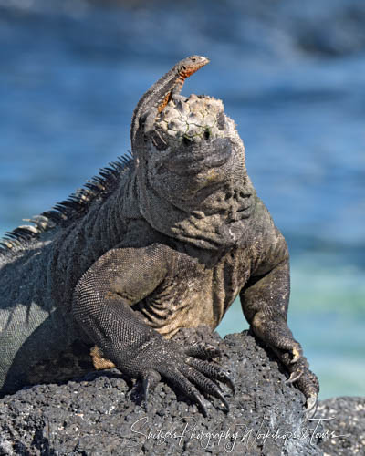 I am not sure why this Marine Iguana looks so happy with a Lava Lizard on its head