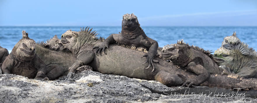 Lots of marine iguanas warming themselves on the lava rock