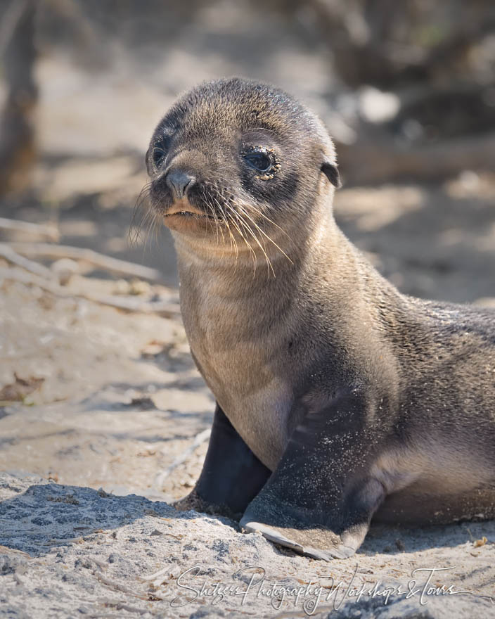 Adorable Galapagos Sea Lion Baby