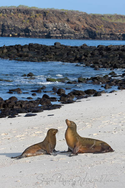 A pair of Galápagos sea lions enjoy each other’s company.