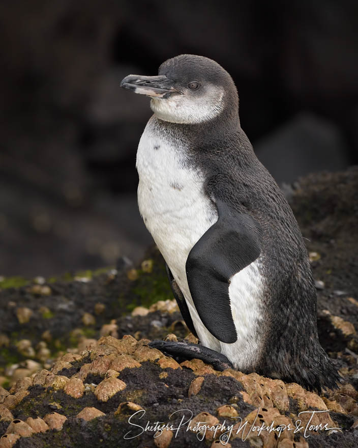 Baby Galapagos Penguin 20200225 081318