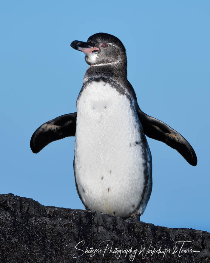 Baby Galapagos Penguin on a beautiful day 20200227 055701