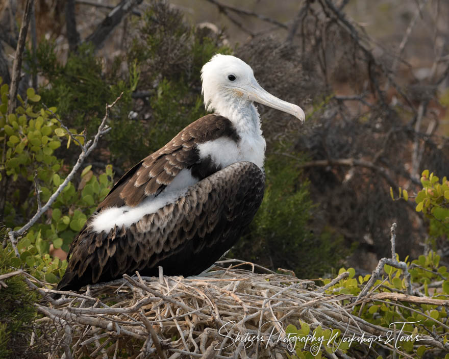 Baby Great Frigatebird in the Galapagos 20200301 151501