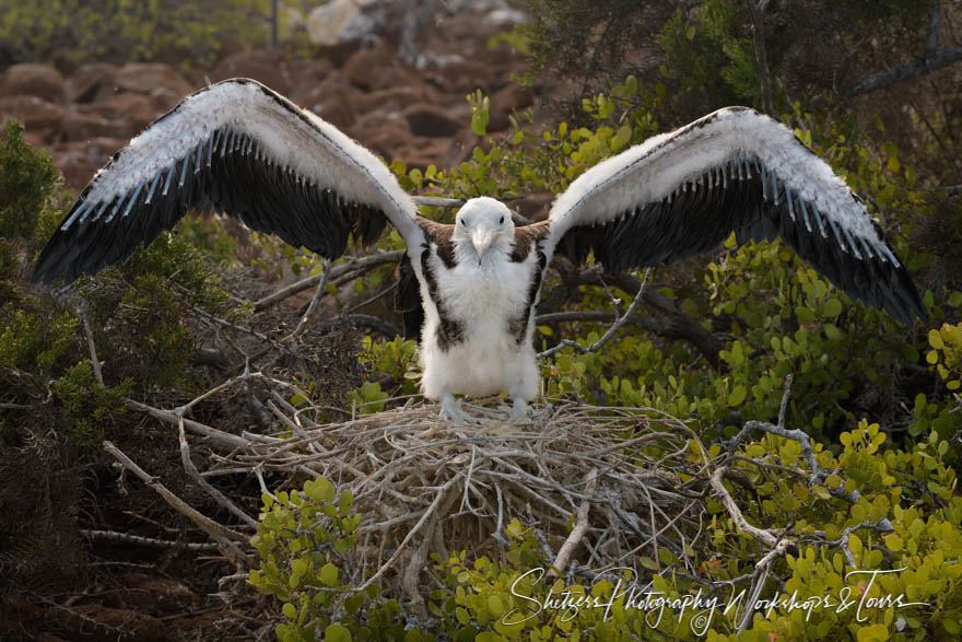 Baby Great Frigatebird with Wings Spread 20200301 151512