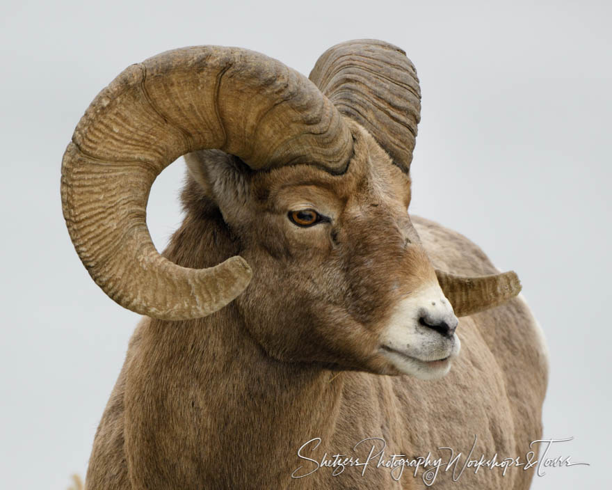 Bighorn Sheep Looking at Camera 20180111 140908