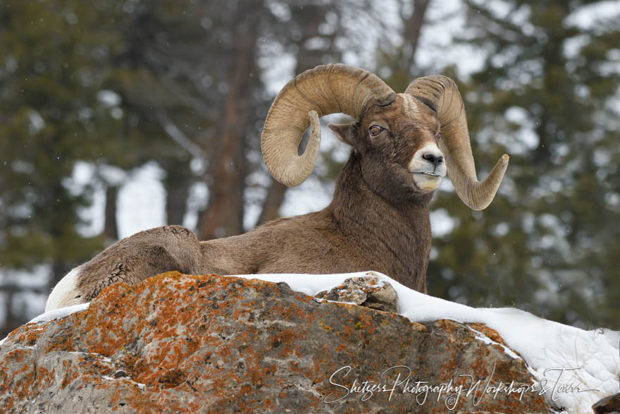 Bighorn Sheep in Winter Landscape 20180113 114813