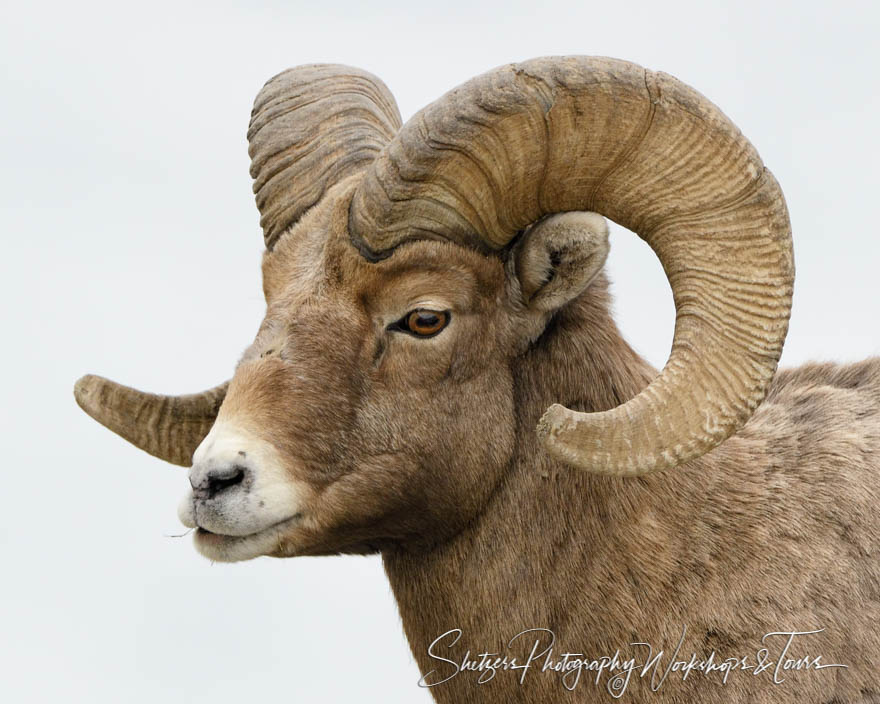 Bighorn Sheep in Yellowstone