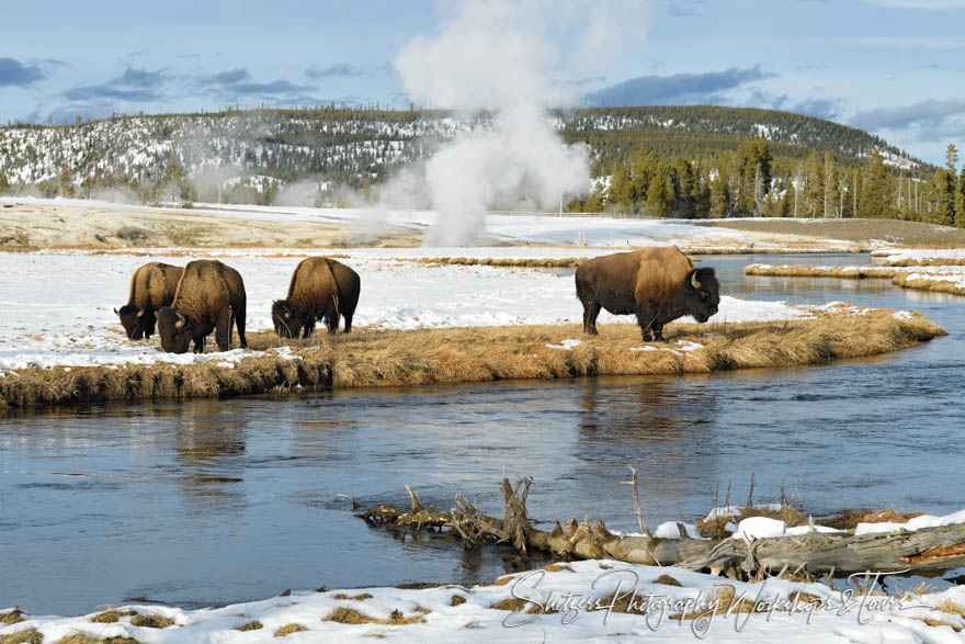 Bison on the Firehole River in Yellowstone