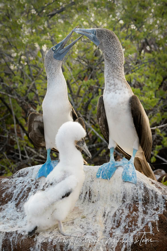 Blue Footed Boobies and Chick