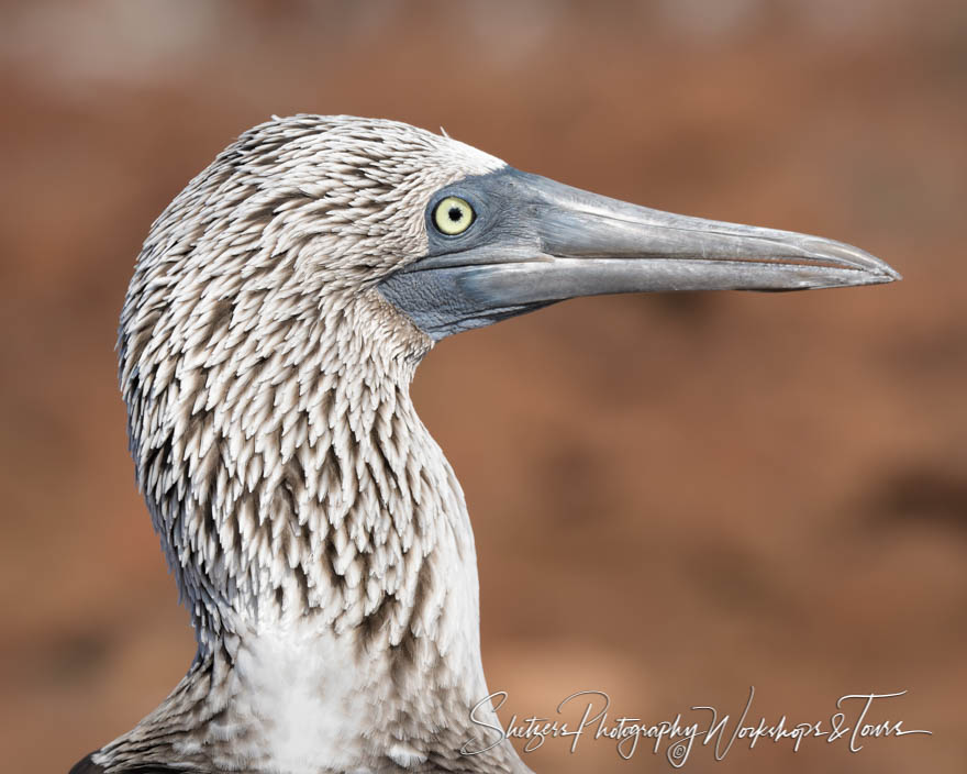 Blue Footed Booby Close Up