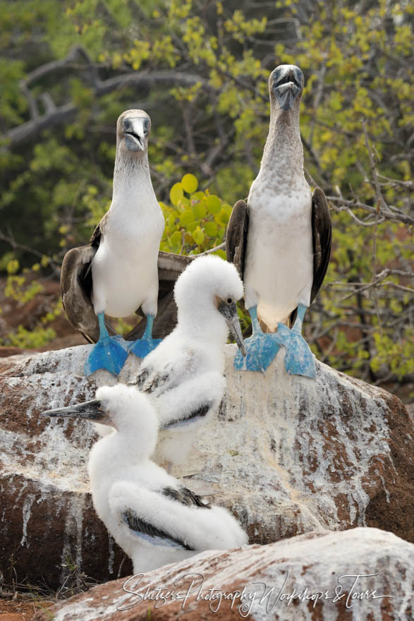 Blue Footed Booby Family in the Galapagos