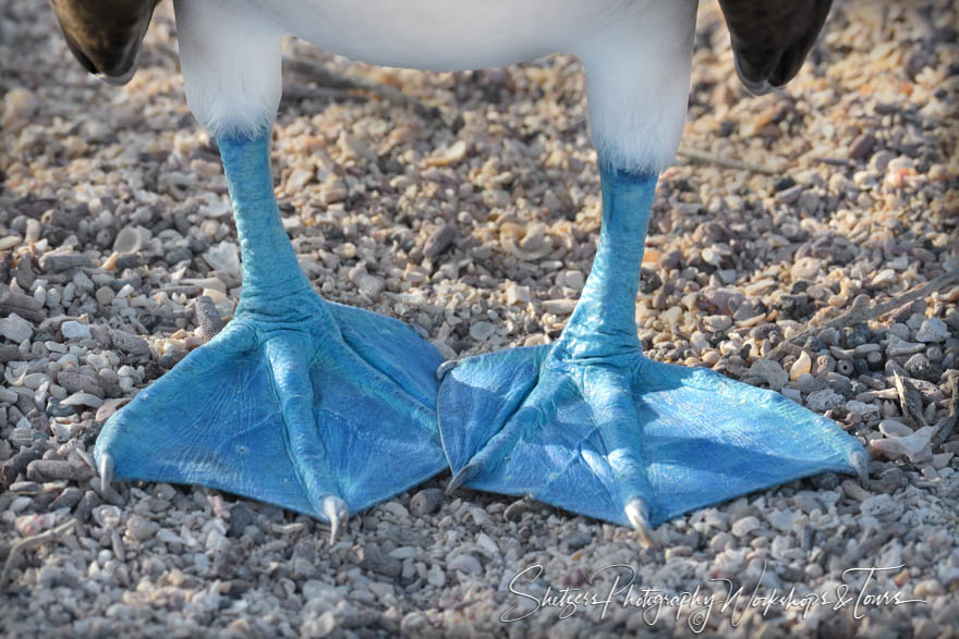 Blue Footed Booby Feet 20200301 154939